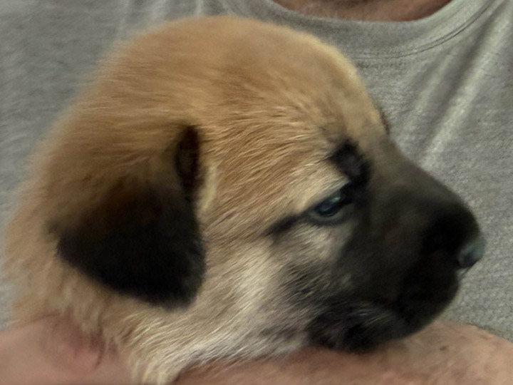 chinook puppy